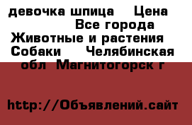 девочка шпица  › Цена ­ 40 000 - Все города Животные и растения » Собаки   . Челябинская обл.,Магнитогорск г.